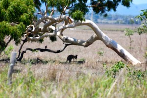 Kangaroos escaping the hot midday sun under a tree