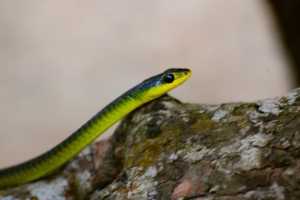 Green Tree Snake close up