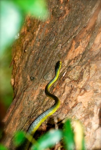 Tree snake