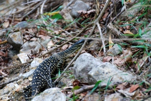 Lace Monitor or Spotted Goanna 