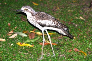 Notice the huge eyes for nocturnal feeding