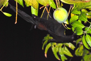 Fruit Bat feasting in the mango trees